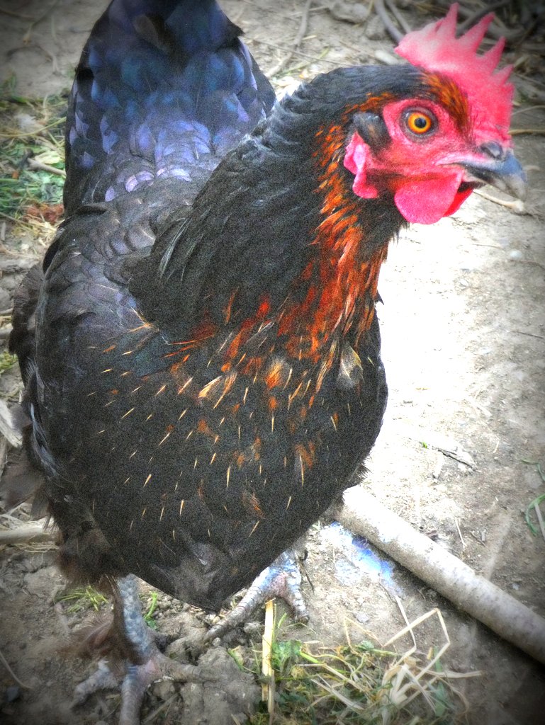 Sirius Black - poule de rangueil